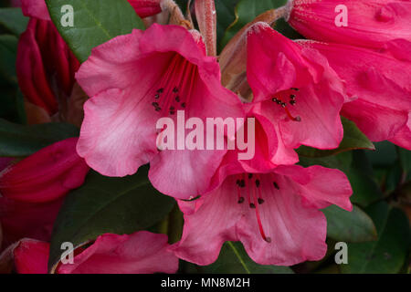 Rhododendron 'Winsome' (Humming Bird x griersonianum), fleurs Banque D'Images