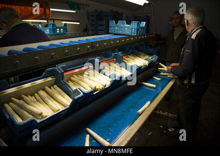 Un homme sortes asperges blanches sur une ferme dans la région du Limbourg néerlandais. Les asperges sont triés en 16 catégories différentes. Banque D'Images