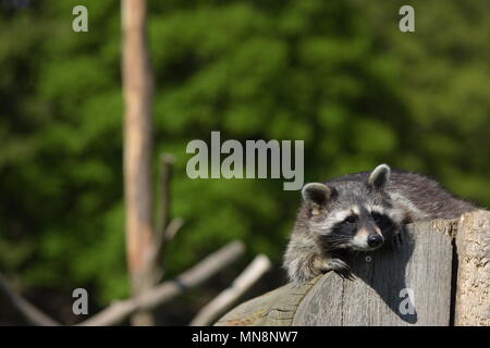 Cute Raccoon, prise à l'Hunrück Hochwildschutzpark, Allemagne. Usage éditorial uniquement. Banque D'Images