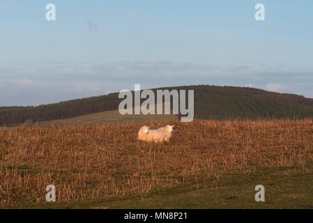 Deux moutons ensemble sur des terres agricoles près de Hay-on-Wye. Leurs mélanges de laine blanche pour les faire ressembler à un mouton à deux têtes Banque D'Images