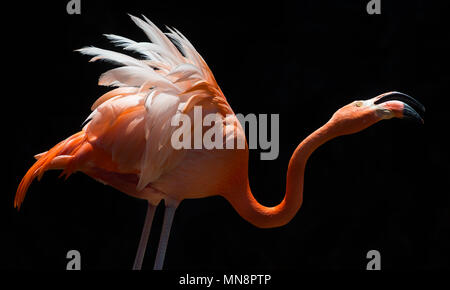 Flamant rose sur fond noir Banque D'Images