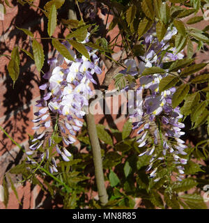 Belle couleur bleu, blanc et crème Fleurs de glycine poussant sur un mur de la maison dans un jardin en Alsager Cheshire England Royaume-Uni UK Banque D'Images