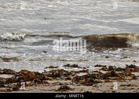 Des algues sur la plage échoués à partir de la marée et le séchage au soleil. Banque D'Images