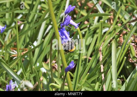 Umble bee la collecte du pollen d'une fleur pourpre sur une journée ensoleillée Banque D'Images