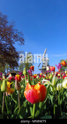 Jardins de Keukenhof, le célèbre Moulin avec tulipes au printemps en fleurs à Keukenhof 2018 Lisse, Hollande méridionale, Pays-Bas Banque D'Images