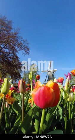 Jardins de Keukenhof, le célèbre Moulin avec tulipes au printemps en fleurs à Keukenhof 2018 Lisse, Hollande méridionale, Pays-Bas Banque D'Images