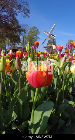 Jardins de Keukenhof, le célèbre Moulin avec tulipes au printemps en fleurs à Keukenhof 2018 Lisse, Hollande méridionale, Pays-Bas Banque D'Images