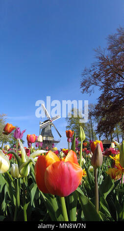 Jardins de Keukenhof, le célèbre Moulin avec tulipes au printemps en fleurs à Keukenhof 2018 Lisse, Hollande méridionale, Pays-Bas Banque D'Images