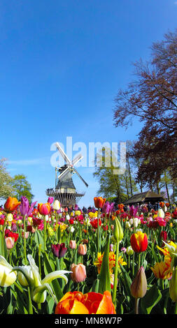 Jardins de Keukenhof, le célèbre Moulin avec tulipes au printemps en fleurs à Keukenhof 2018 Lisse, Hollande méridionale, Pays-Bas Banque D'Images