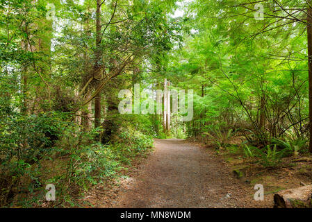 Sentier de randonnée à Fort Clatsop dans la luxuriante forêt le long de la rivière de Lewis et Clark dans l'Oregon Banque D'Images