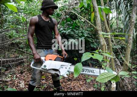 ANGOLA Calulo, ancienne plantation de café allemand, déforestation, marchand de bûcheron bûcheron avec scie à chaîne Stihl fait allemand entre caféiers Banque D'Images