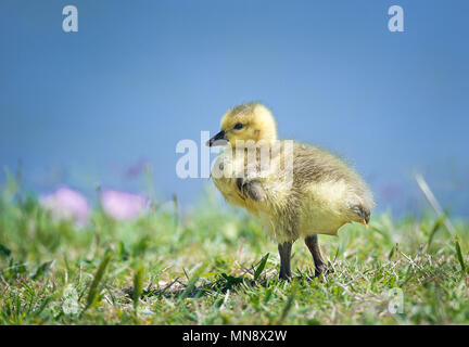 La bernache du Canada nouveau-né Cute gosling debout dans l'herbe sur une belle journée de printemps. Fond de l'eau du lac bleu avec copie espace. Banque D'Images