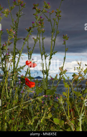 Papaver rhoeas , savoir que pavot rouge, croissant le long de la côte de la mer Méditerranée contre un ciel nuageux. Banque D'Images