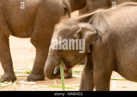 Les éléphants se nourrissaient dans les Udwawalawe Uwawalawe Accueil Transit éléphant au parc national au Sri Lanka. Banque D'Images
