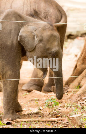 L'alimentation de l'éléphant à l'éléphant d'Udwawalawe Uwawalawe Transit Accueil au parc national au Sri Lanka. Les éléphants sauvages sont nourris à l'installation qui a été est Banque D'Images