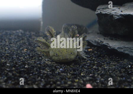 Le type sauvage axolotl Ambystoma mexicanum/faceing Banque D'Images