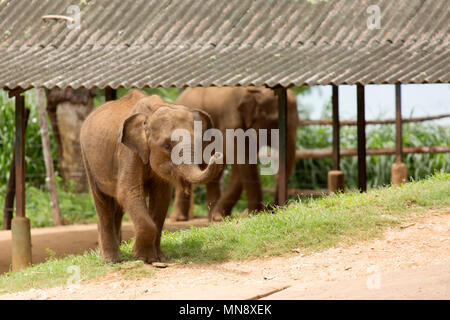 Les éléphants à l'éléphant d'Udwawalawe Uwawalawe Transit Accueil au parc national au Sri Lanka. Banque D'Images