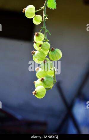 De plus en plus gooseberry au printemps, d'une image de petits fruits Banque D'Images