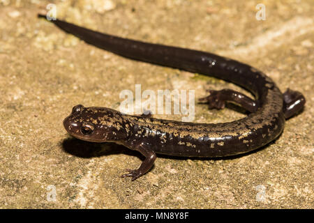 Salamandre Peaks of Otter (Plethodon hubrichi) Banque D'Images