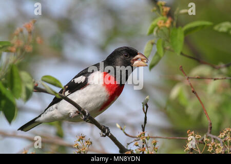 Cardinal à poitrine rose dans l'amélanchier en Pennsylvanie jardin Banque D'Images