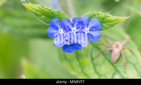 Un plan macro sur certaines fleurs d'orcanette bleu vert avec une araignée se cache dans l'arrière-plan. Banque D'Images