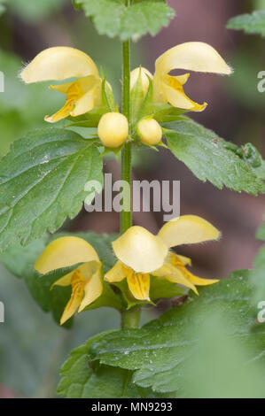 Archange jaune planter des fleurs, gros plan Banque D'Images