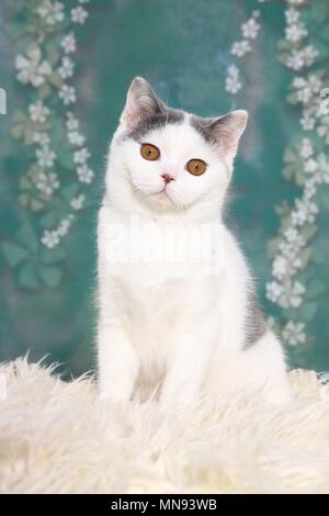 Young British Shorthair Banque D'Images