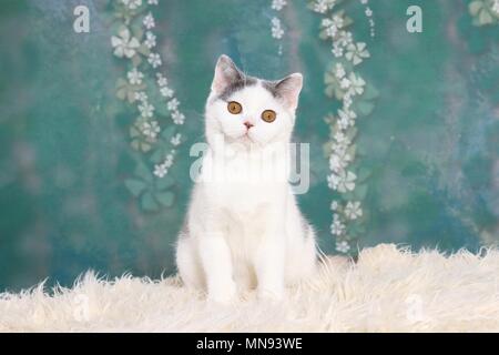Young British Shorthair Banque D'Images