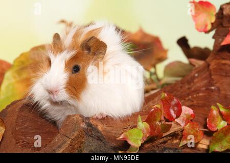 Jeune cobaye angora Banque D'Images