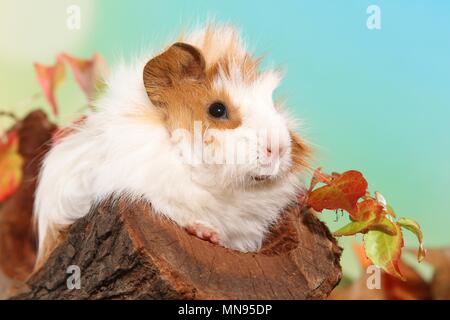 Jeune cobaye angora Banque D'Images