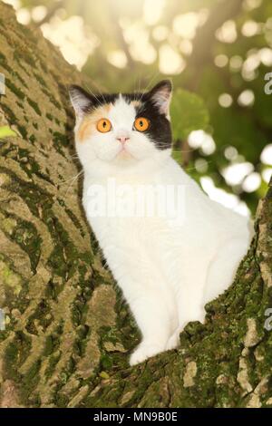 Assis British Shorthair Banque D'Images