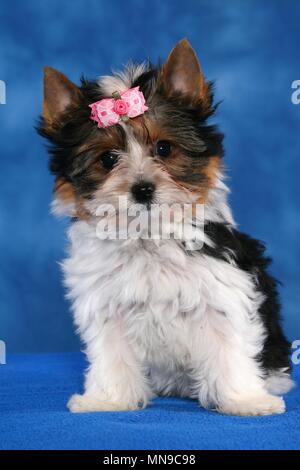 Biewer Terrier Puppy Banque D'Images