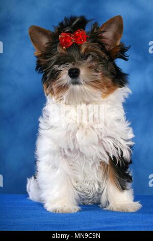 Les jeunes Biewer Terrier Banque D'Images