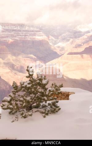 Le parc national du grand canyon sous la neige Banque D'Images