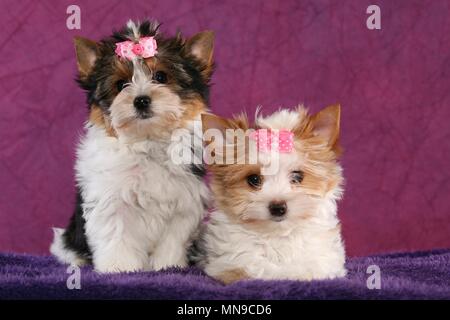 Chiots Banque D'Images