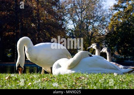 La famille cygnes blancs sur la pelouse verte près de l'eau dans l'étang Banque D'Images