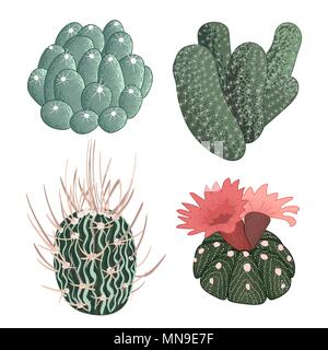 Ensemble de cactus, hand drawn vector illustration Illustration de Vecteur