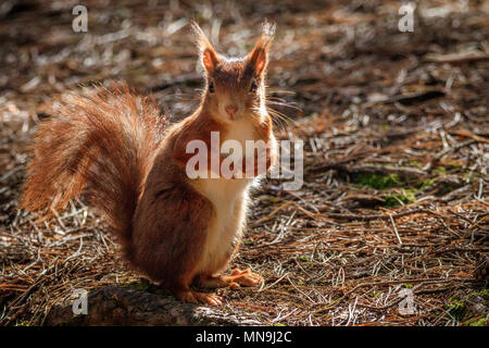 L'Écureuil roux (Sciurus vulgaris) est positionné verticalement sur le sol de la forêt, entouré par les aiguilles de pin, éclairée de l'arrière par le soleil. Banque D'Images