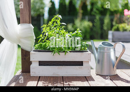 Pot en bois blanc avec des herbes vertes sur une terrasse en bois Banque D'Images