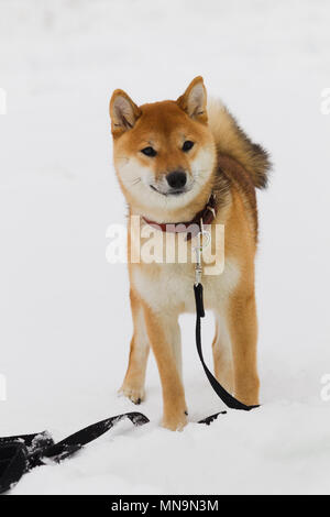 Race de chien japonais Shiba Inu sur la neige hiver fond jour nuageux, éclairage naturel Banque D'Images
