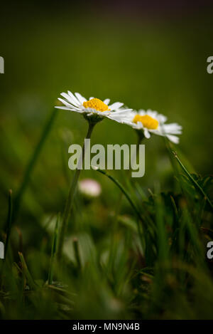 Photo verticale avec deux belles marguerites. Fleurs ont des feuilles blanches et des centres d'or se compose de petites boules jaunes. Les marguerites sont de plus en plus du vert foncé Banque D'Images