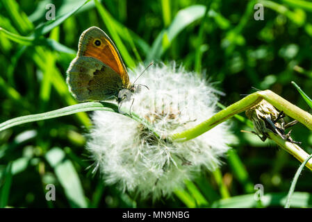 Photo horizontale du petit papillon. Insecte est perché dans l'herbe verte en face de pissenlit décolorées avec duvet blanc. Bug a hairy corps et tête avec n Banque D'Images