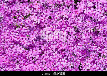 Photo horizontale avec tapis créé par rose et violet fleurs phlox. Avec fleurs feuilles colorées se remplit de l'espace complète photo. Banque D'Images