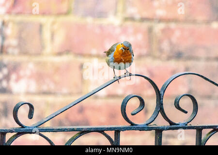 European robin (erithacus rubecula aux abords, perchée sur une porte de jardin avec des matériaux de nidification dans son bec. Arrière-plan de mur de briques. Banque D'Images