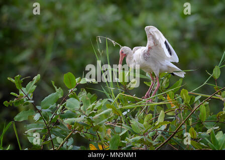 Ibis blanc - Eudocimus albus, oiseau de taille moyenne de New World wetlands, Costa Rica. Banque D'Images