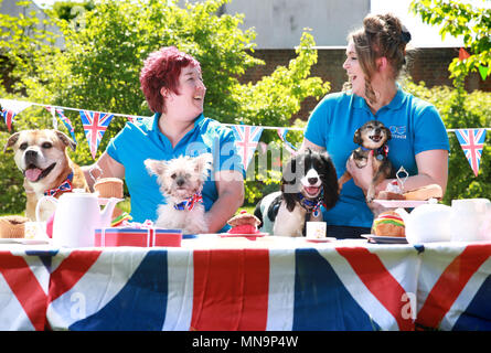 Battersea Dogs & Cats personnel d'accueil Ali Taylor (à gauche) et Katrina Gould et les chiens du centre Old Windsor (de gauche à droite) Lola (mongrel), Olive (Bichon Frise Cross), Jet (Cocker Spaniel) et Anya (Chihuahua) participent à une fête de rue pour célébrer le prochain mariage royal, mardi 15 mai, 2018. NOTE AUX ÉDITEURS : cette photo ne peut être utilisée qu'à des fins de rédaction de rapports pour l'illustration contemporaine d'événements, de choses ou de personnes dans l'image ou les faits mentionnés dans la légende. La réutilisation de l'image peut nécessiter une autorisation supplémentaire. Banque D'Images