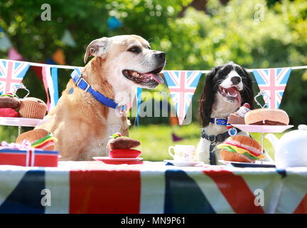 Utilisez uniquement rédactionnel Lola (bâtard) et Jet (Cocker Anglais) que le personnel et les chiens Battersea organiser une fête de quartier à la vieille charité le centre de Windsor pour célébrer pour célébrer le prochain mariage royal, le mardi 15 mai 2018. NOTE DE LA RÉDACTION : Cette photo ne peut être utilisé qu'à des fins rédactionnelles pour l'illustration contemporaine des événements, les choses ou les gens de l'image ou des faits mentionnés dans la légende. La réutilisation de l'image nécessitent une autorisation. Banque D'Images