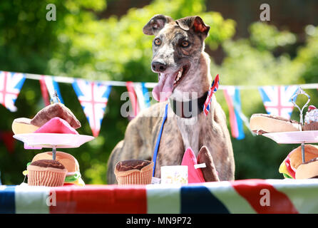 EDITORIAL N'UTILISEZ QUE Bertie (Greyhound) comme le personnel et les chiens Battersea organiser une fête de quartier à la vieille charité le centre de Windsor pour célébrer pour célébrer le prochain mariage royal, le mardi 15 mai 2018. NOTE DE LA RÉDACTION : Cette photo ne peut être utilisé qu'à des fins rédactionnelles pour l'illustration contemporaine des événements, les choses ou les gens de l'image ou des faits mentionnés dans la légende. La réutilisation de l'image nécessitent une autorisation. Banque D'Images