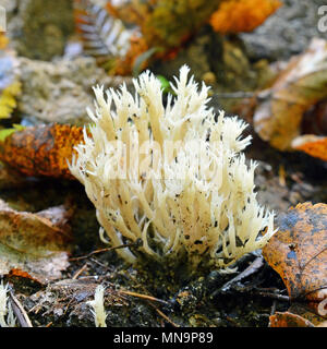 Clavulina cristata champignon, connu sous le nom de Champignon de corail blanc ou le Champignon de corail Banque D'Images