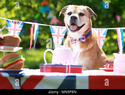 Lola (Mongrel) en tant que personnel de Battersea et les chiens tiennent une fête de rue au centre Old Windsor de l'organisme de bienfaisance pour célébrer le prochain mariage royal, le mardi 15 mai 2018. NOTE AUX ÉDITEURS : cette photo ne peut être utilisée qu'à des fins de rédaction de rapports pour l'illustration contemporaine d'événements, de choses ou de personnes dans l'image ou les faits mentionnés dans la légende. La réutilisation de l'image peut nécessiter une autorisation supplémentaire. Banque D'Images